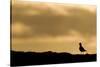Golden Plover (Pluvialis Apricaria) Silhouette at Sunrise on Moorland, Scotland, UK, June-Mark Hamblin-Stretched Canvas