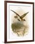 Golden Plover-English-Framed Giclee Print