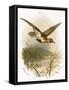 Golden Plover-English-Framed Stretched Canvas
