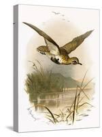 Golden Plover-English-Stretched Canvas