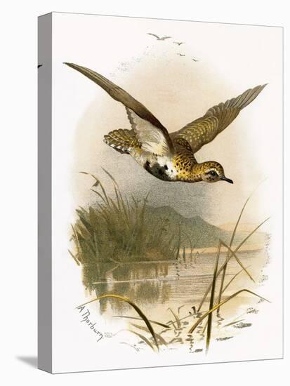 Golden Plover-English-Stretched Canvas