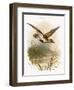 Golden Plover-English-Framed Giclee Print