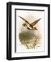 Golden Plover-English-Framed Giclee Print