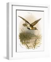 Golden Plover-English-Framed Giclee Print