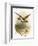 Golden Plover-English-Framed Giclee Print