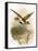 Golden Plover-English-Framed Stretched Canvas