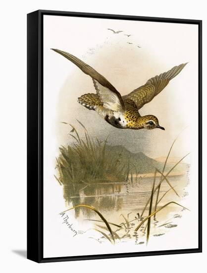 Golden Plover-English-Framed Stretched Canvas