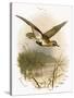 Golden Plover-English-Stretched Canvas