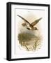 Golden Plover-English-Framed Giclee Print