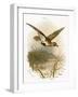 Golden Plover-English-Framed Giclee Print