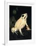 Golden Poison - Dart-Barbara Keith-Framed Giclee Print