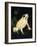 Golden Poison - Dart-Barbara Keith-Framed Giclee Print