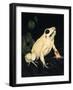 Golden Poison - Dart-Barbara Keith-Framed Giclee Print