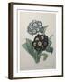 Golden Primrose-Pierre-Joseph Redoute-Framed Art Print