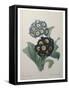 Golden Primrose-Pierre-Joseph Redoute-Framed Stretched Canvas