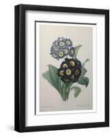 Golden Primrose-Pierre-Joseph Redoute-Framed Art Print