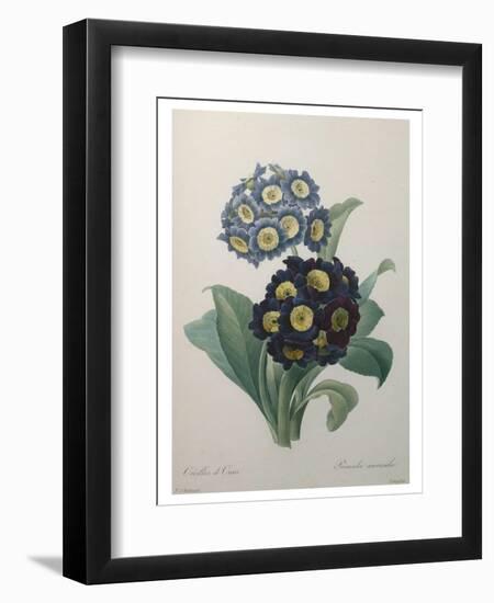 Golden Primrose-Pierre-Joseph Redoute-Framed Art Print