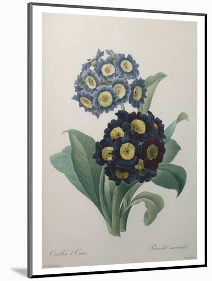 Golden Primrose-Pierre-Joseph Redoute-Mounted Art Print