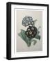 Golden Primrose-Pierre-Joseph Redoute-Framed Art Print