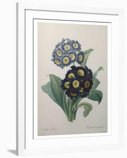 Golden Primrose-Pierre-Joseph Redoute-Framed Art Print