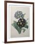 Golden Primrose-Pierre-Joseph Redoute-Framed Art Print