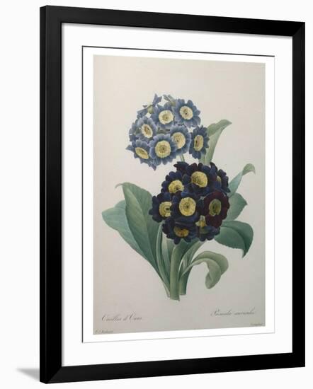 Golden Primrose-Pierre-Joseph Redoute-Framed Art Print