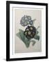 Golden Primrose-Pierre-Joseph Redoute-Framed Art Print