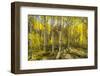 Golden Quaking Aspen in Full Fall Color, Kinney Creek, Colorado-Maresa Pryor-Framed Photographic Print