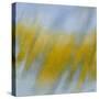 Golden Rain-Jeremy Annett-Stretched Canvas
