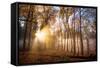 Golden Rays Cutting Through a Misty Forest, Heidelberg Area, Baden-Wurttemberg, Germany, Europe-Andy Brandl-Framed Stretched Canvas