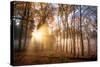 Golden Rays Cutting Through a Misty Forest, Heidelberg Area, Baden-Wurttemberg, Germany, Europe-Andy Brandl-Stretched Canvas