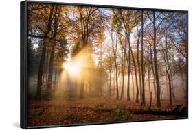 Golden Rays Cutting Through a Misty Forest, Heidelberg Area, Baden-Wurttemberg, Germany, Europe-Andy Brandl-Framed Photographic Print