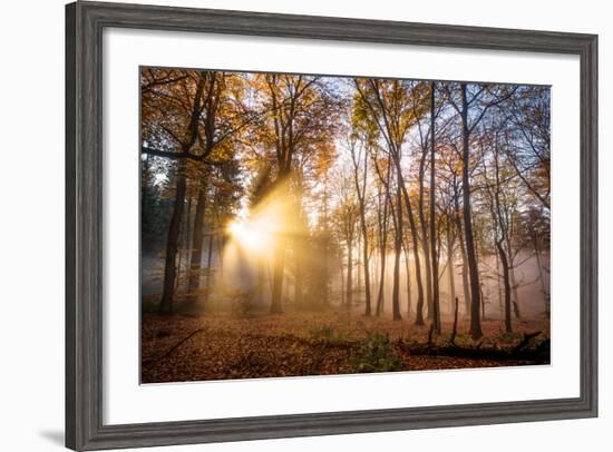 Golden Rays Cutting Through a Misty Forest, Heidelberg Area, Baden-Wurttemberg, Germany, Europe-Andy Brandl-Framed Photographic Print