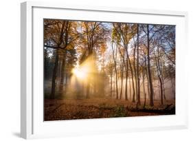 Golden Rays Cutting Through a Misty Forest, Heidelberg Area, Baden-Wurttemberg, Germany, Europe-Andy Brandl-Framed Photographic Print