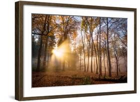 Golden Rays Cutting Through a Misty Forest, Heidelberg Area, Baden-Wurttemberg, Germany, Europe-Andy Brandl-Framed Photographic Print