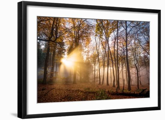 Golden Rays Cutting Through a Misty Forest, Heidelberg Area, Baden-Wurttemberg, Germany, Europe-Andy Brandl-Framed Photographic Print