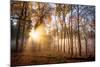 Golden Rays Cutting Through a Misty Forest, Heidelberg Area, Baden-Wurttemberg, Germany, Europe-Andy Brandl-Mounted Photographic Print