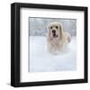 Golden Retreiver in Winter Snow-null-Framed Art Print