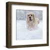 Golden Retreiver in Winter Snow-null-Framed Art Print