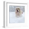 Golden Retreiver in Winter Snow-null-Framed Art Print