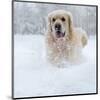 Golden Retreiver in Winter Snow-null-Mounted Art Print