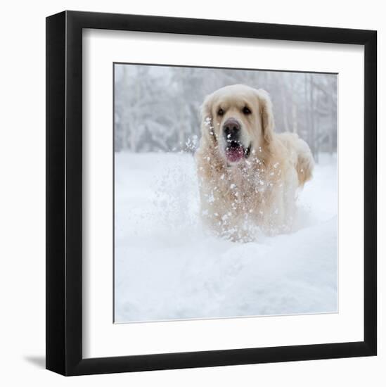 Golden Retreiver in Winter Snow-null-Framed Art Print