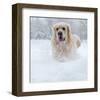 Golden Retreiver in Winter Snow-null-Framed Art Print