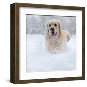 Golden Retreiver in Winter Snow-null-Framed Art Print