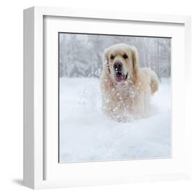 Golden Retreiver in Winter Snow-null-Framed Art Print