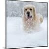 Golden Retreiver in Winter Snow-null-Mounted Art Print