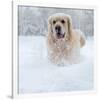 Golden Retreiver in Winter Snow-null-Framed Art Print