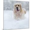 Golden Retreiver in Winter Snow-null-Mounted Art Print