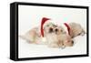Golden Retriever, 3 Weeks Old Puppies Asleep-null-Framed Stretched Canvas