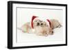 Golden Retriever, 3 Weeks Old Puppies Asleep-null-Framed Photographic Print